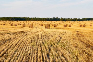 Saman balyalarıyla mısır gevreği tarlası