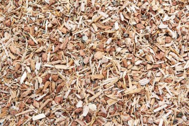 Kuru meşe kabuğu bitki (Quercus