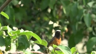 Kuş kızılkuyruk erkek arasında büyük yeşil yaprakları