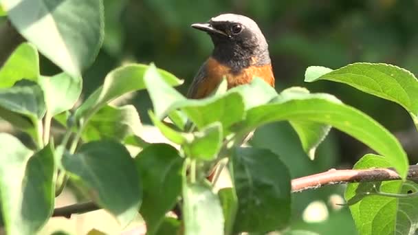 Αρσενικό Redstart πουλί ανάμεσα σε μεγάλα πράσινα φύλλα — Αρχείο Βίντεο