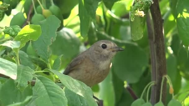 Redstart θηλυκό πτηνό στα κλαδιά από ένα ανησυχητικά μεγάλο δαμάσκηνο — Αρχείο Βίντεο