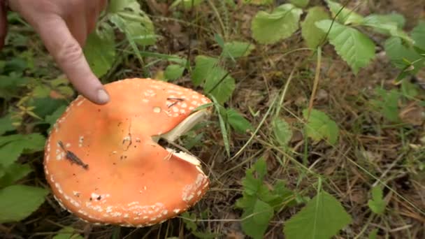 Отруйні гриби муха Агарська небезпека Попередження — стокове відео