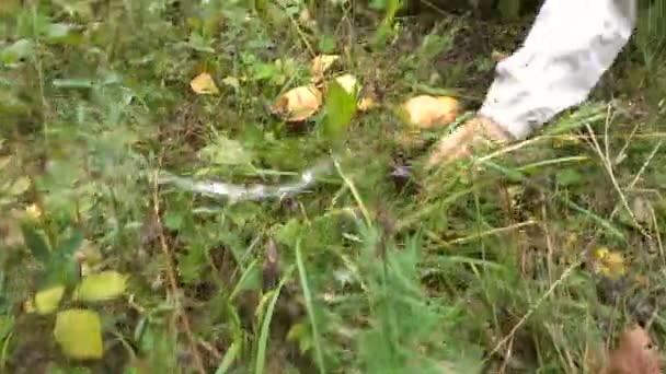 Резка масла съедобных грибов в лесу — стоковое видео