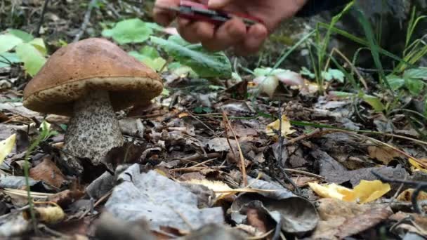 Svamp nedskärningar stora mans Hand med en kniv — Stockvideo