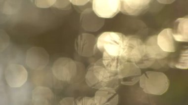Noktalar Bokeh vurgular ve otların sapları ile arka planda büyük