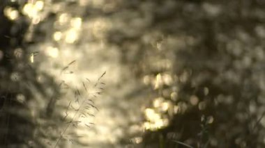 Parlama Bokeh lahanası çim zemin su ile