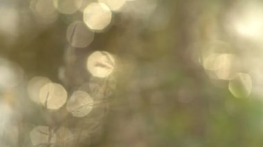 Noktalar Bokeh vurgular ve otların sapları ile arka planda büyük