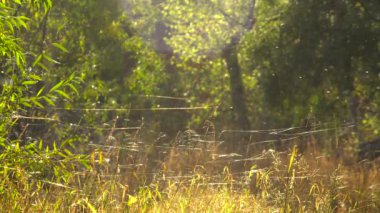 Sonbaharda ağaçların bulanık Sarı zemin üzerine Web iplikler