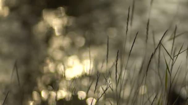 Schitterende Bokeh met spruiten van gras op een achtergrond van Water — Stockvideo