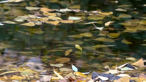 Otoño. Primeros copos de nieve. Reflejo de hojas amarillo-verdes en un arroyo — Vídeo de stock