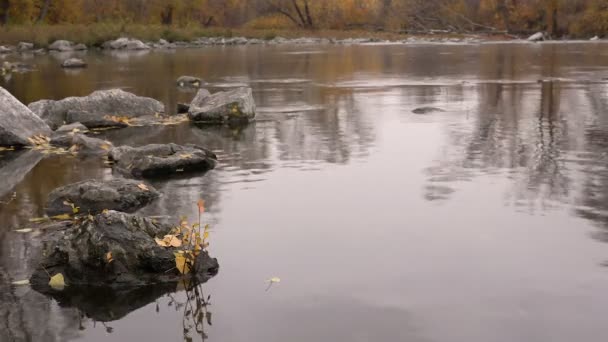 Reflejo fluvial de los árboles amarillos en otoño. Deja Adrift . — Vídeos de Stock