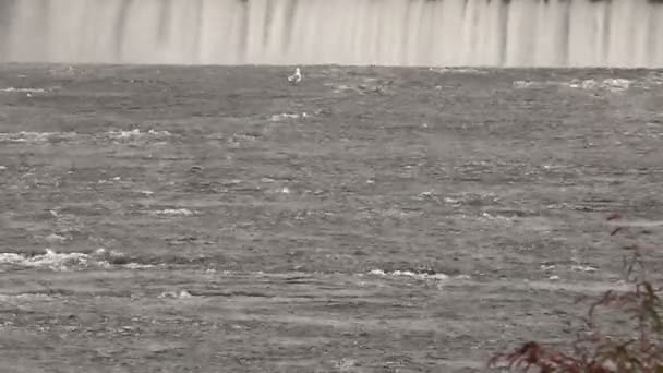 Waterfall on the River Dam Water Flow Gull Above Water — ストック動画