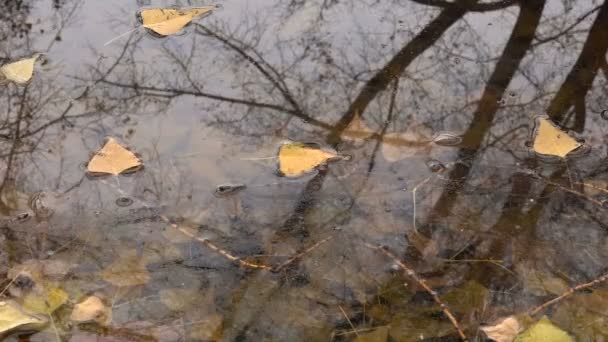 Lagoa no Outono Folhas amarelas Árvores de gotas de chuva refletidas — Vídeo de Stock