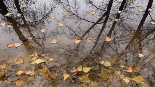 Tó, ősszel sárga levelek visszavert esőcseppek fák — Stock videók
