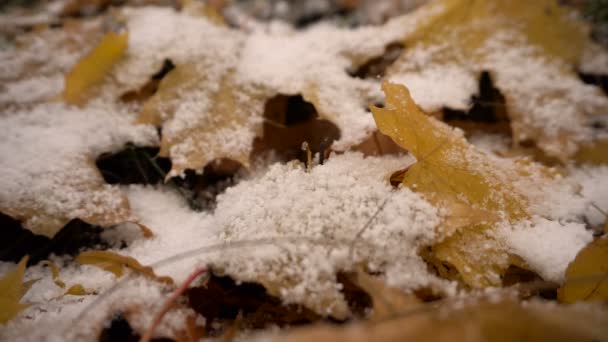 Yellow Leaves Canadian Maple in Snow — Stock Video