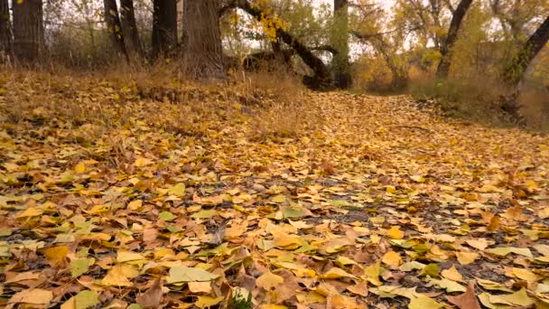 Sonbahar yaprak kavak kamera hareketi — Stok video