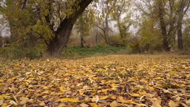 Снежинки падают на желтую ковровую дорожку из листвы. Движение камеры — стоковое видео