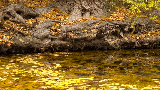 Pond Old Park Yellow Leaves of the Tree Roots Reflection Transparent Water — Stock Video