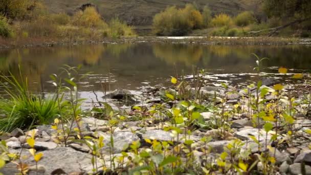 Осінь річки жовтий дерев камери рух — стокове відео