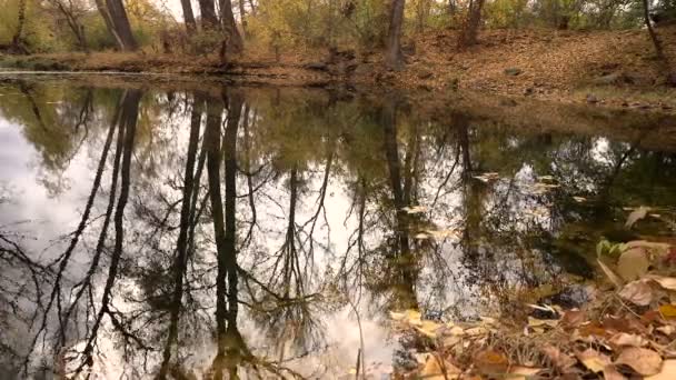 Ősszel lehullott levelek tó tükrözi fa kamera mozgás — Stock videók