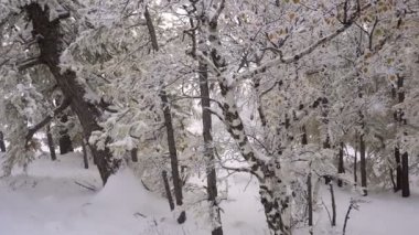 Kadın güzel Snowy orman yürüyüşü