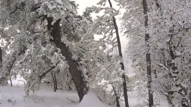 Mujer Nordic Walking in Beautiful Snowy Forest — Vídeo de stock