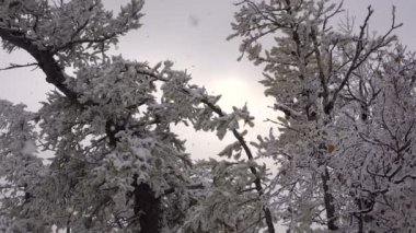 Kadın güzel Snowy orman yürüyüşü