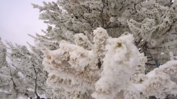 Mujer deportiva trotando en las montañas Hermoso bosque cubierto de nieve — Vídeos de Stock