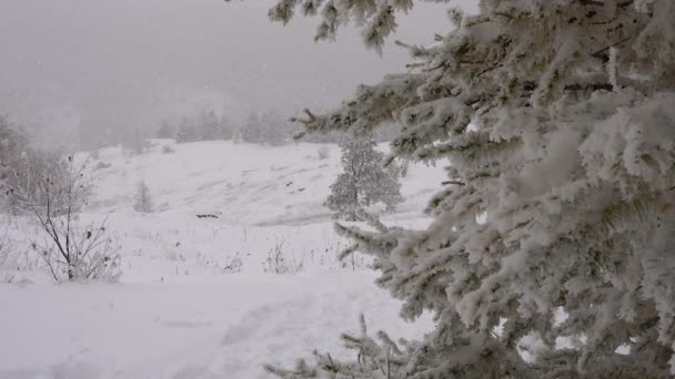 Різдво сніг красиво засніженому лісі в горах — стокове відео