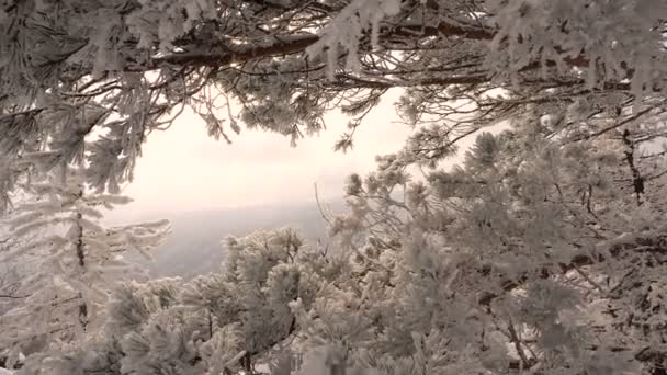 Зимний лес Снежные ветви деревьев в морозном солнечном свете — стоковое видео