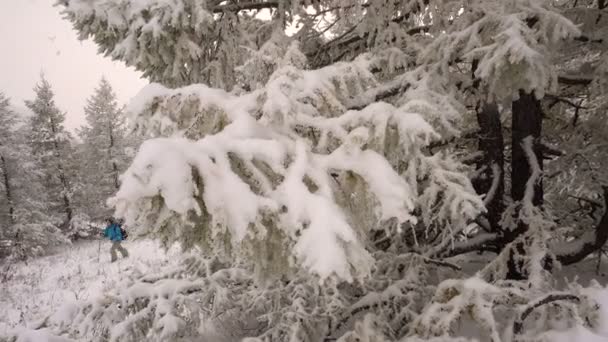 在冰雪覆盖的针叶林圣诞旅行女人 — 图库视频影像