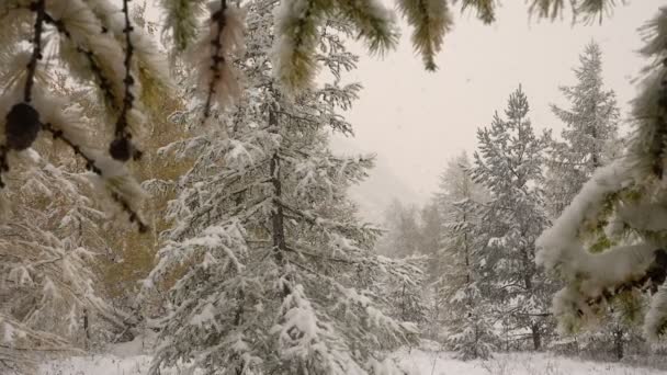 Nieve en árboles de abeto de Navidad en Hoarfrost Sol a través de las nubes — Vídeos de Stock