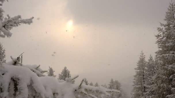 Снігопад на різдвяні ялинки в іній сонце крізь хмари — стокове відео