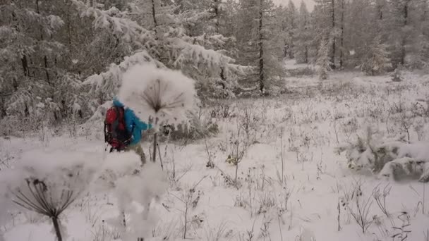 Karácsonyi utazási nő a hóval borított fenyvesekben — Stock videók