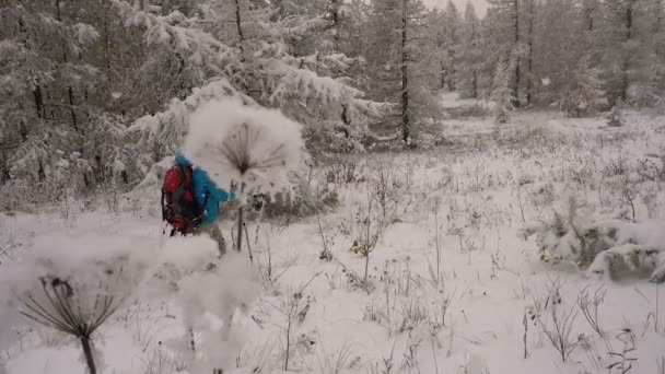 Christmas Travel Woman on Snow-Covered Coniferous Forest — Stockvideo