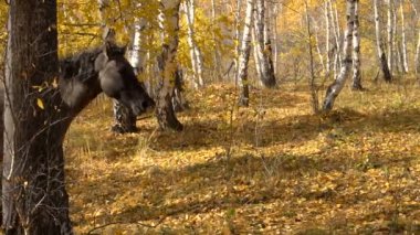 Güneşli gün sonbahar orman altın yapraklar at çalışır