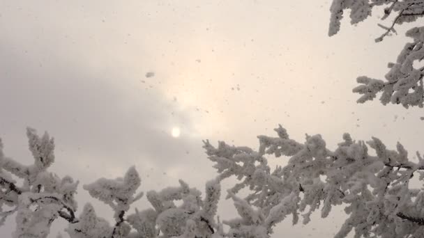 Зимний лес Снежные ветви деревьев в морозном солнечном свете — стоковое видео