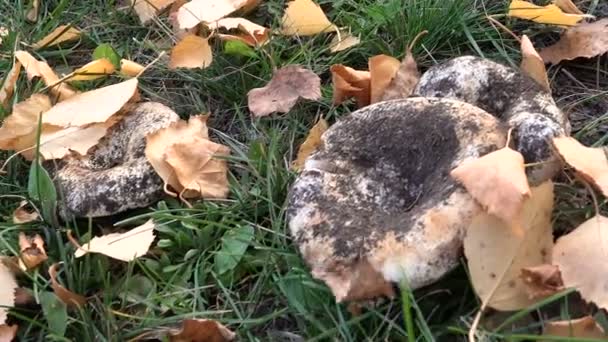 Champignons dans prairie sur feuilles jaunes Caméra Mouvement — Video