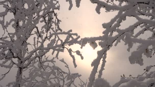 Bosque de invierno Ramas de nieve de árboles en la luz del sol helada — Vídeos de Stock