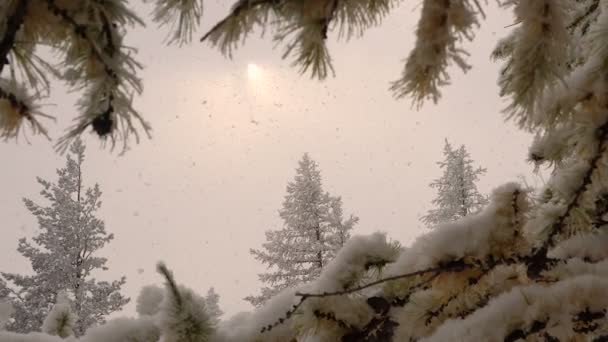 Sneeuwval op Fir kerstbomen in rijm zon door de wolken — Stockvideo