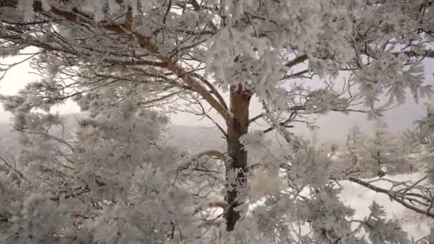 Женщина, гуляющая в новогоднем снежном лесу — стоковое видео