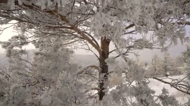 Donna che cammina nella foresta innevata di Capodanno — Video Stock