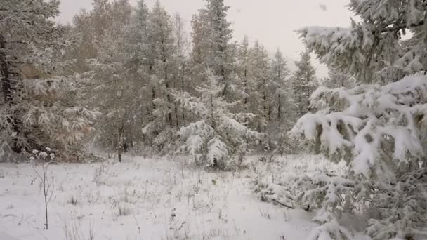 Frost güneş ışığı ağaçların kış orman kar dalları — Stok video