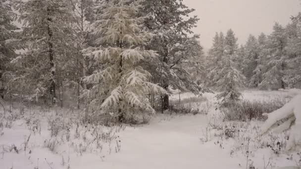 Nieve en árboles de abeto de Navidad en Hoarfrost Sol a través de las nubes — Vídeo de stock