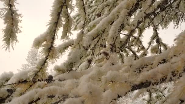 Chute de neige sur les sapins de Noël sous le givre soleil à travers les nuages 