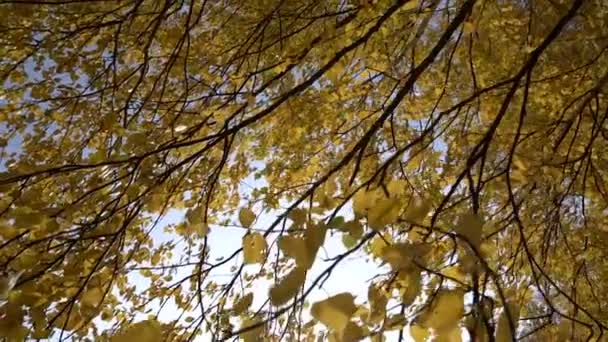 Branches d'arbre d'automne avec des feuilles d'or dans le vent. Soleil irrité .