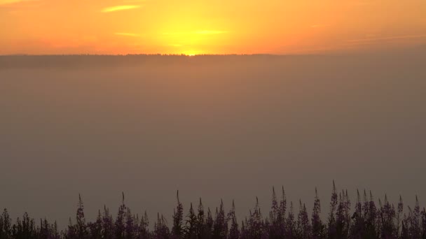 Sonnenaufgang rosafarbener Nebel im Waldtal — Stockvideo