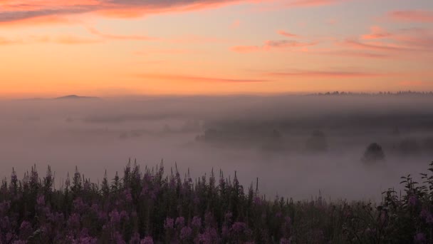 Pink Fog in Forest Valley Before Sunrise on River — Αρχείο Βίντεο