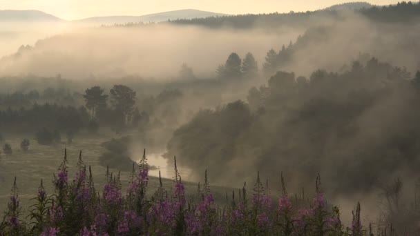 Misty River Valley i tidig sommarmorgon landskap — Stockvideo