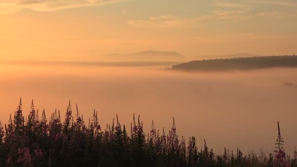 Brouillard rose dans la vallée forestière avant le lever du soleil sur la rivière — Video